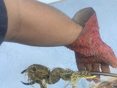 Clog Clearing With A Drain Snake